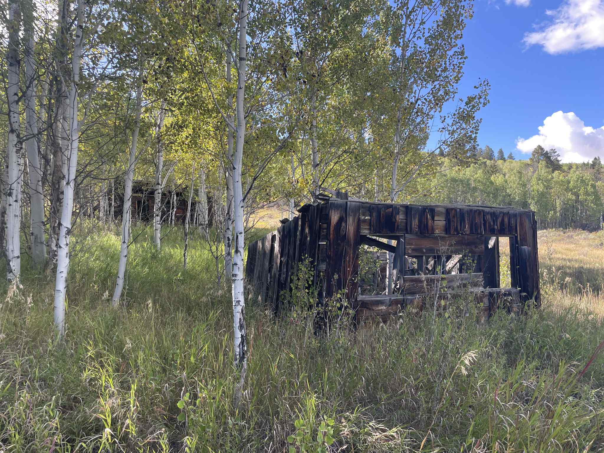“Quaking aspens and old chicken coop, Rudolph ranch, Tetonia, Idaho.”