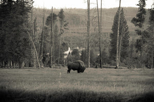 “Sepia photograph of bison in Yellowstone National Park, taken by Corey Rudolph.”