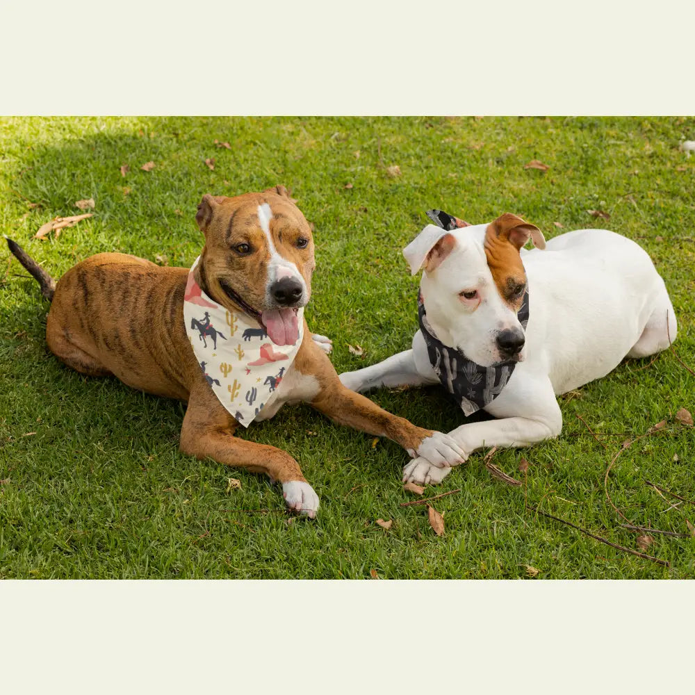 ’Lone Star Paws’ Double R Western’s Western Adventure Pet Bandana Pets