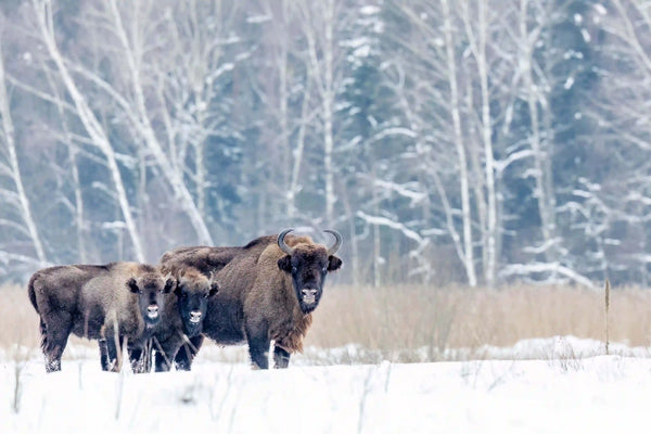 Winters long and cold