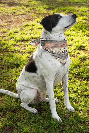  Dog looking up wearing a western-style bandana from Double R Western™ pet accessories