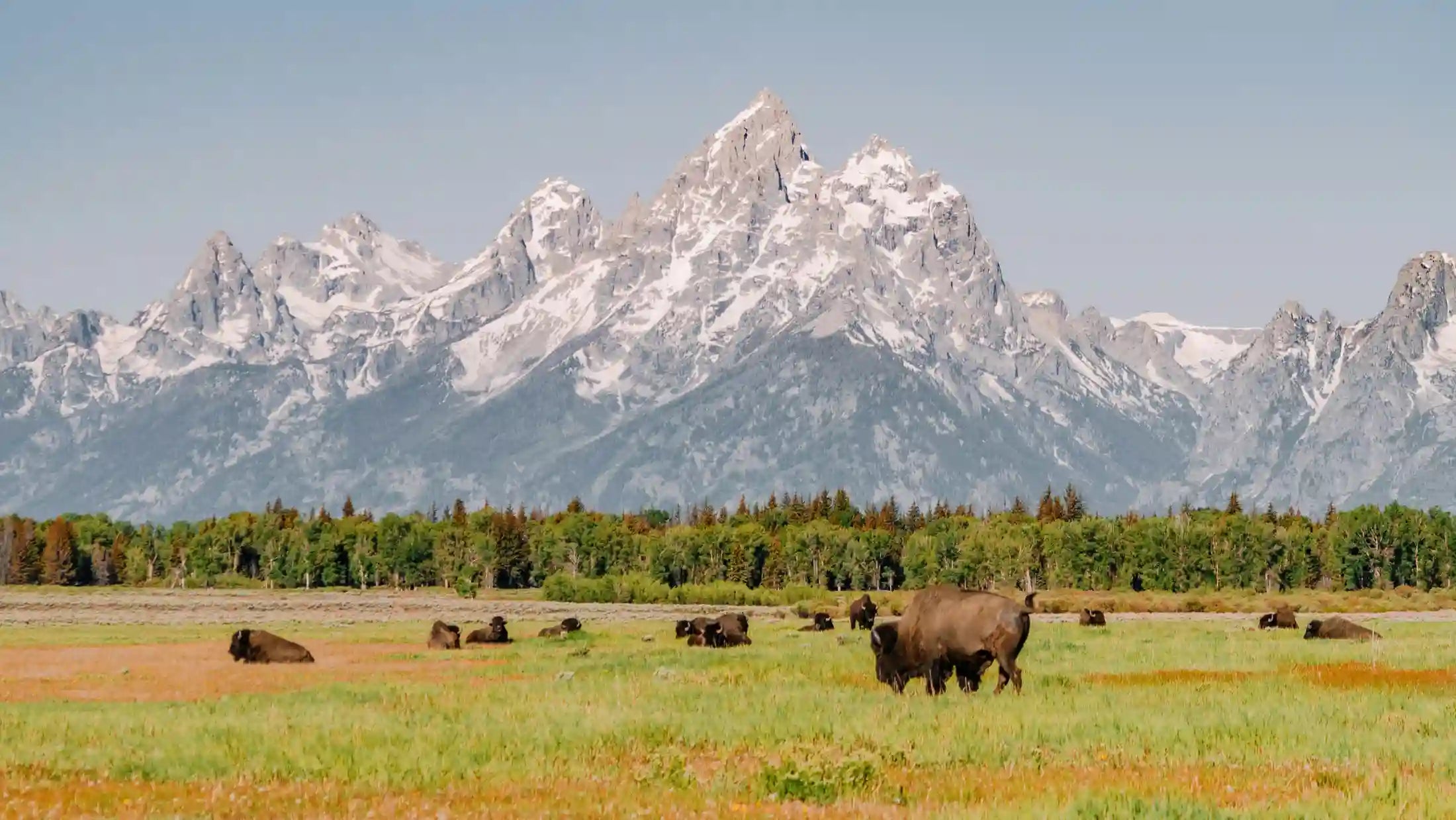 buffalo in Teton Valley landscape for Double R Western