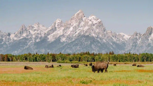 buffalo in Teton Valley landscape for Double R Western