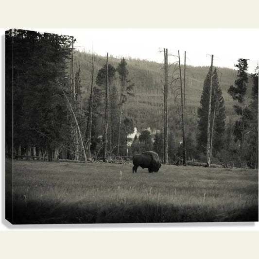 2304588 :: Giclée Stretched Canvas Print