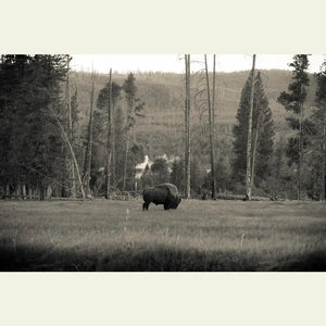 Eastern Shoshone Bison Restoration - 1.00