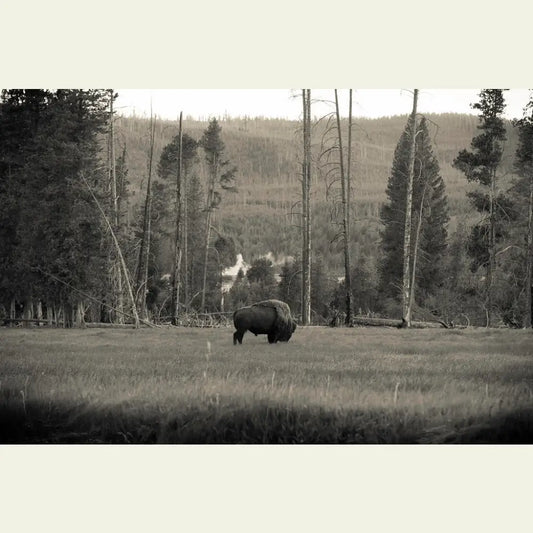 Eastern Shoshone Bison Restoration - 1.00