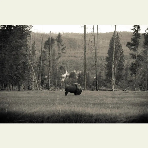 Eastern Shoshone Bison Restoration - 1.00