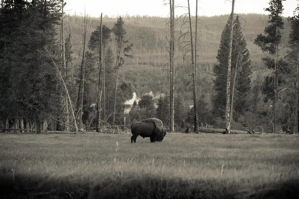 Solitary bison