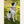 ’Wild West Wag’ Adventure Pet Bandana Pets